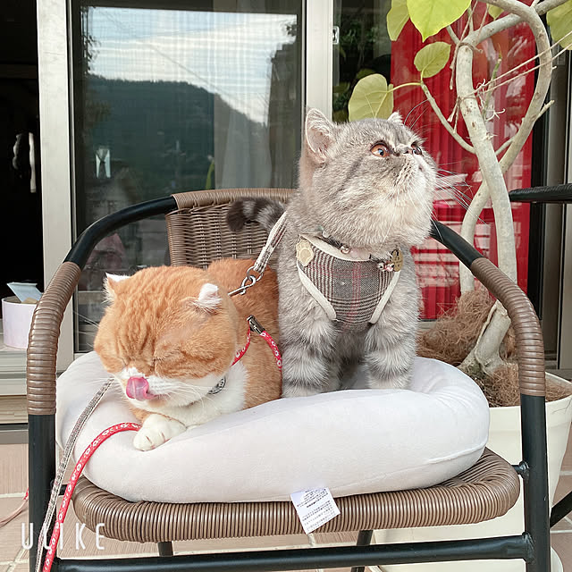 shizzzさんの実例写真