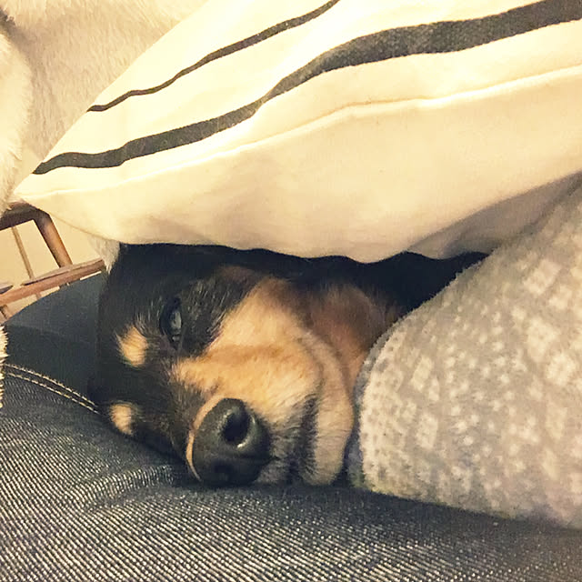 ohanaさんの実例写真