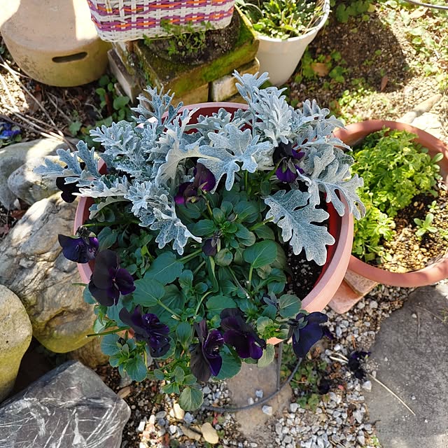 salacocoさんの部屋