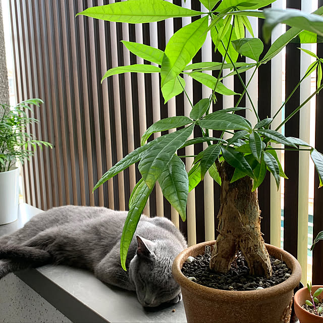 kanaさんの実例写真