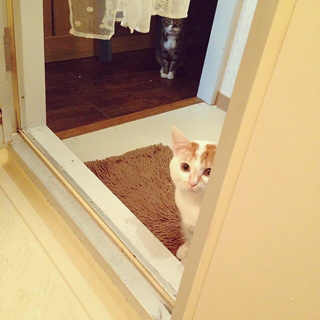 実例写真