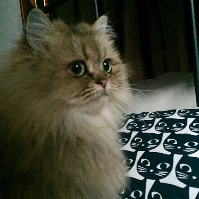 butachanさんの実例写真