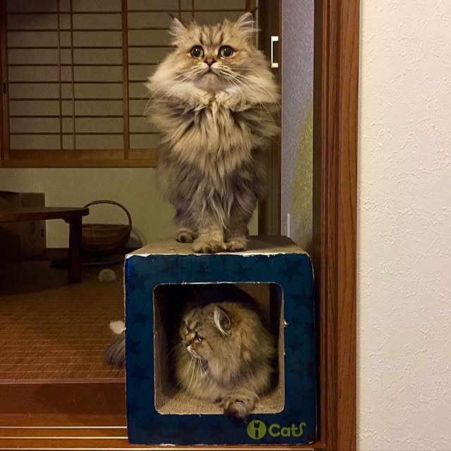 butachanさんの実例写真