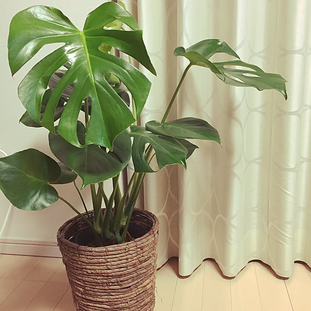 nuanu0915さんの実例写真