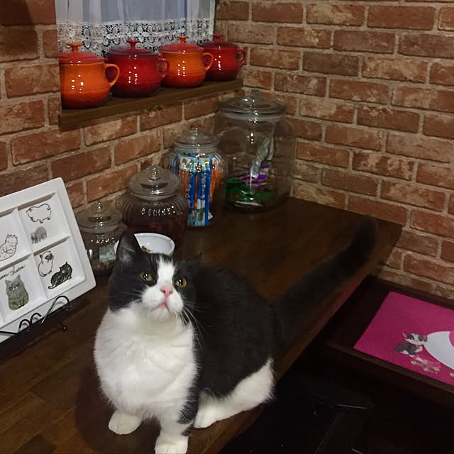butachanさんの実例写真
