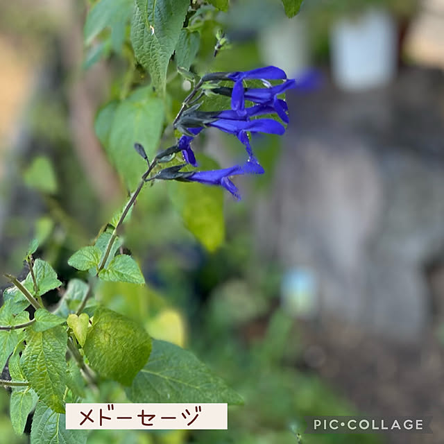 buchiさんの部屋