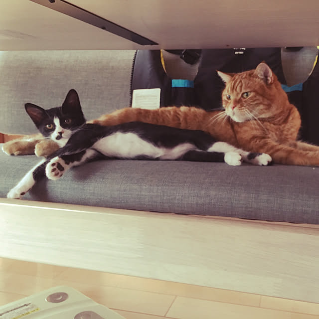 nekoさんの実例写真