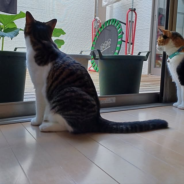 yellowさんの実例写真