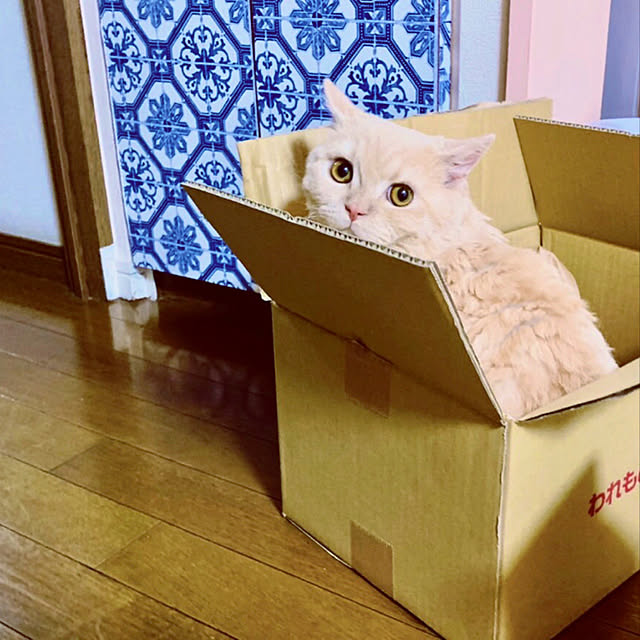 naokoさんの実例写真