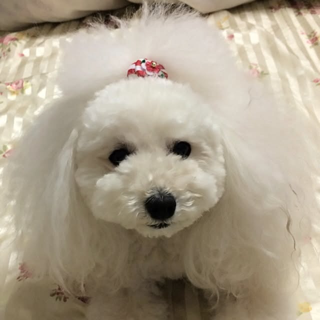 sachiさんの実例写真