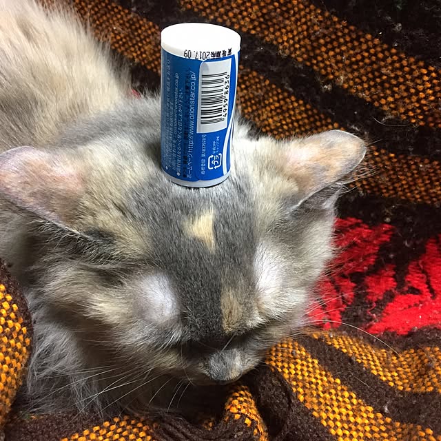 haruさんの実例写真
