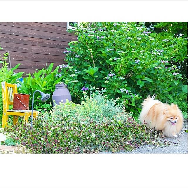 naho81078さんの実例写真