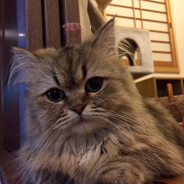 butachanさんの実例写真