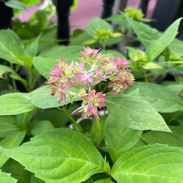 shiropenguinさんの部屋