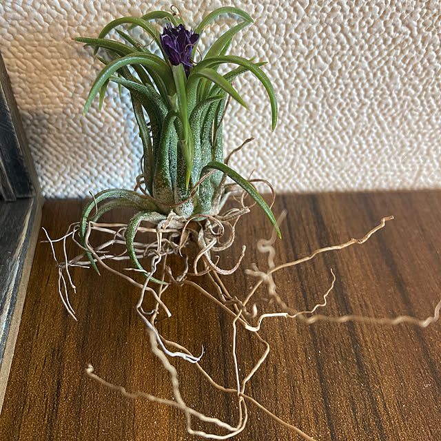Akiraさんの実例写真