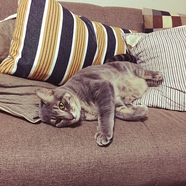 mhさんの実例写真