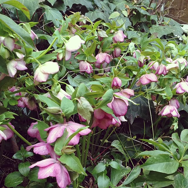uni0609さんの実例写真
