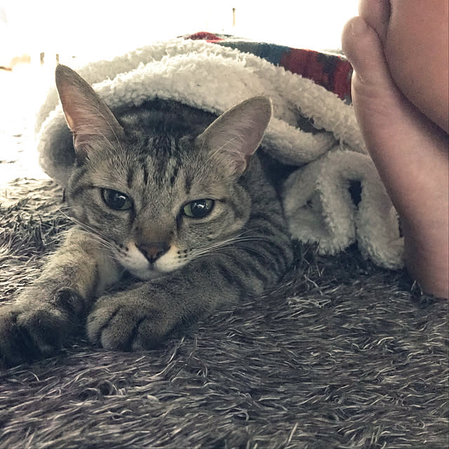 NEKOARUKIさんの実例写真