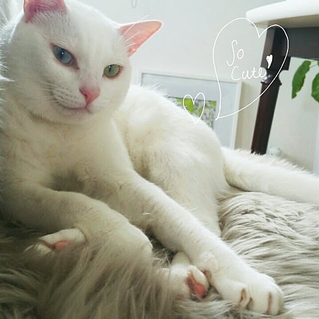 kikinanaさんの実例写真