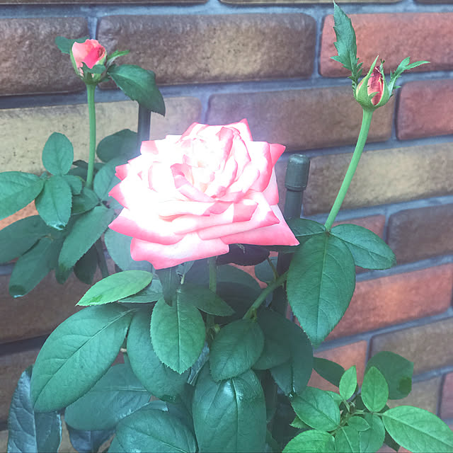 RoseLife5818さんの実例写真