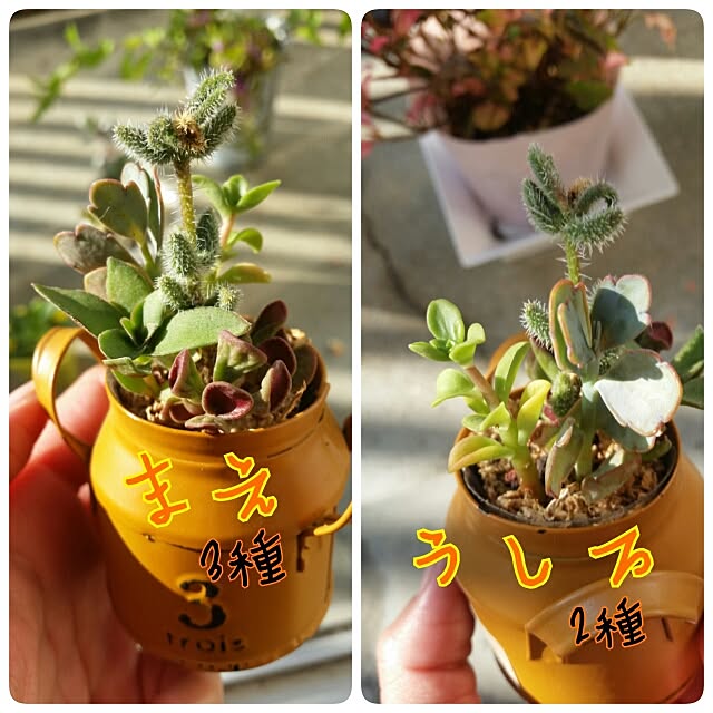 yukikoさんの実例写真