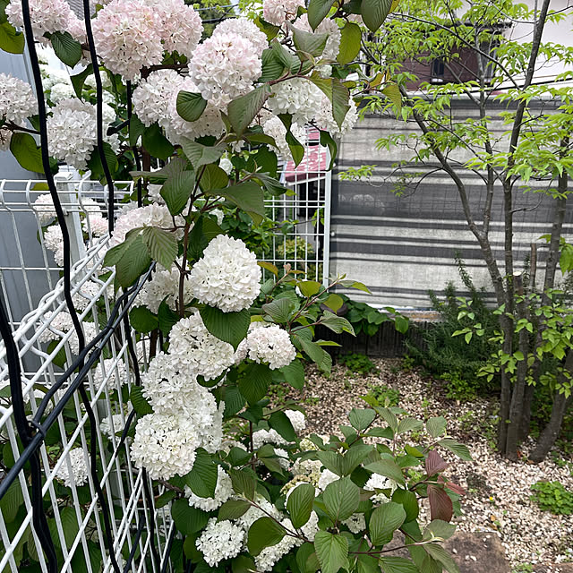 nikoさんの実例写真