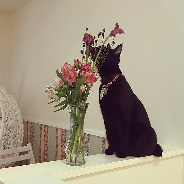 jucakikkaさんの実例写真