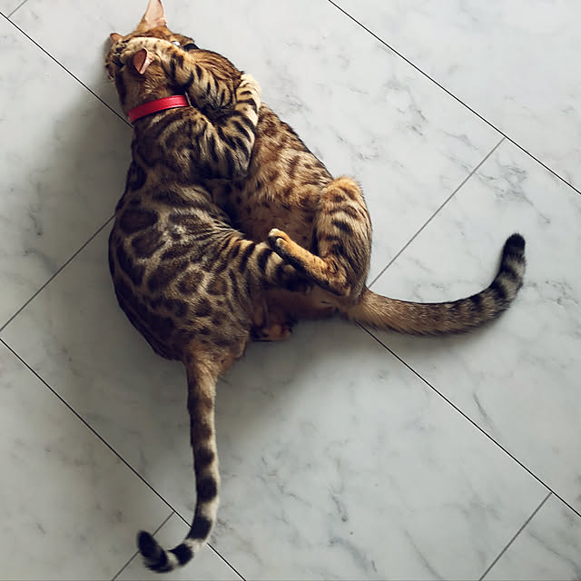 iranさんの実例写真