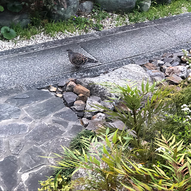 YAYOIさんの実例写真