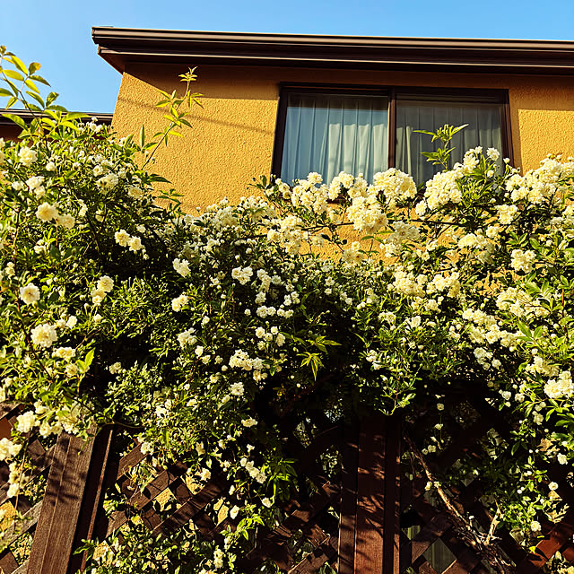 naokoさんの実例写真