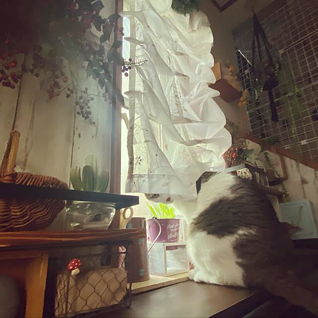 Lufuさんの実例写真