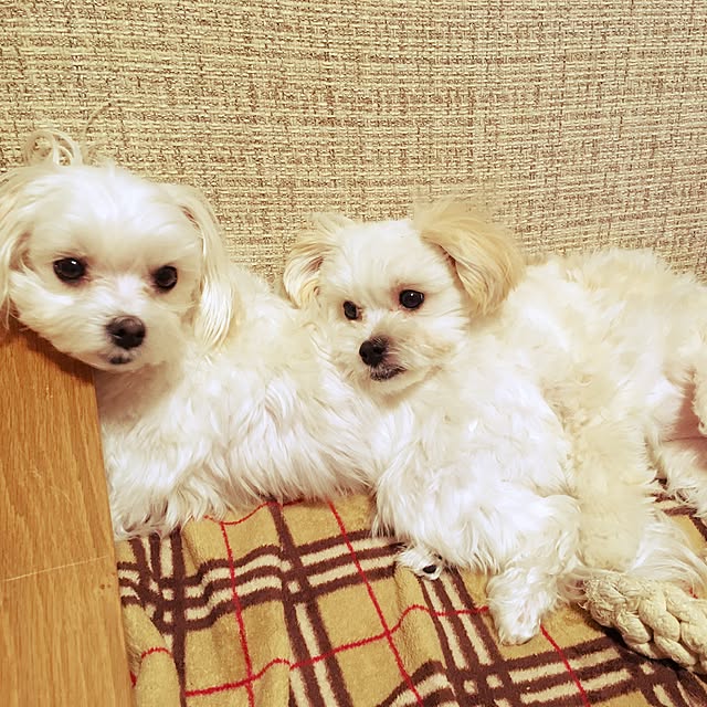 maru-cheeさんの実例写真