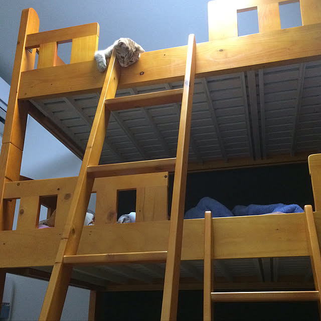 nekoさんの実例写真