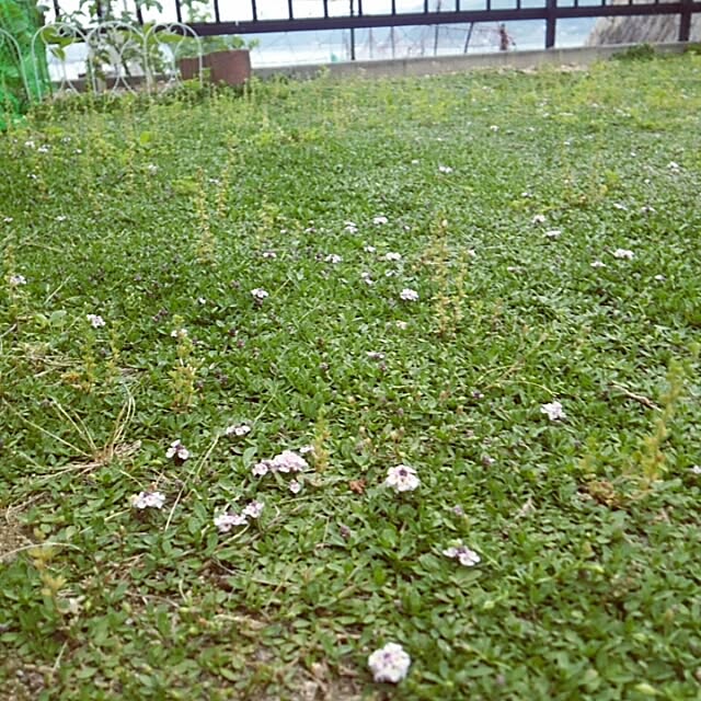 miiさんの実例写真