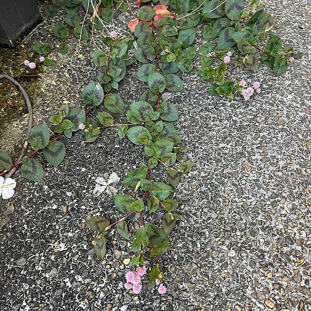 fumikoiさんの実例写真