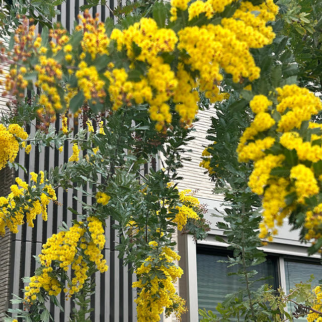 hatsugaさんの部屋