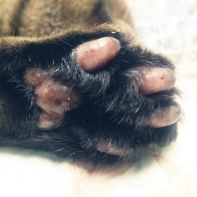 kittenblueさんの実例写真