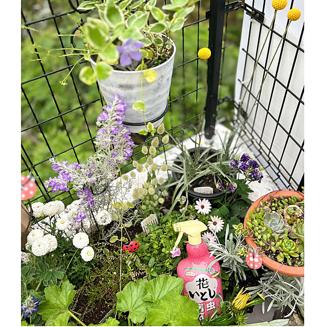 kittyさんの実例写真