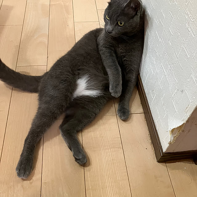 nekoさんの部屋