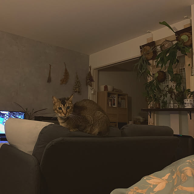 kamemさんの実例写真