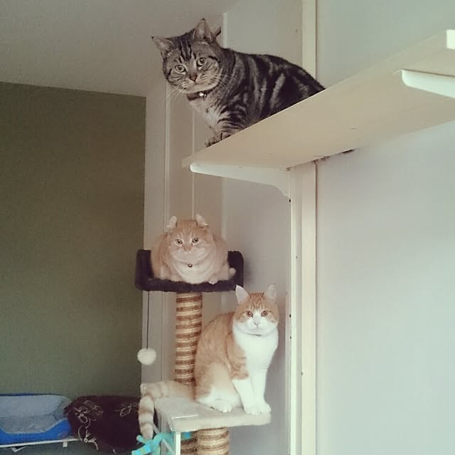 tomoさんの実例写真