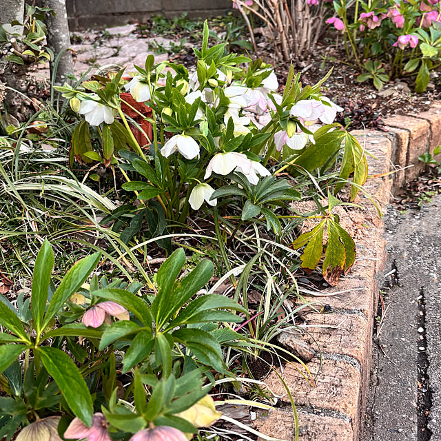 greycatsさんの部屋