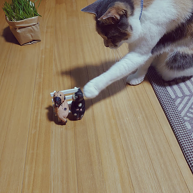 fukuさんの実例写真