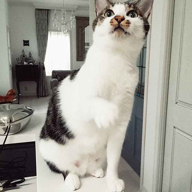 yuchiさんの実例写真