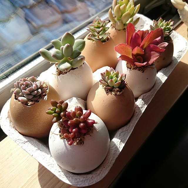 nanigenaihibiさんの実例写真