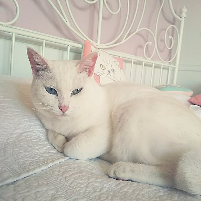 sakuraさんの実例写真