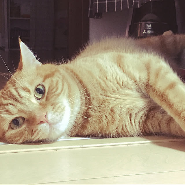 nekoさんの実例写真
