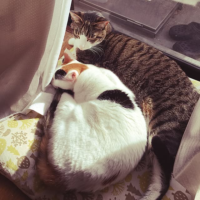 ichi.さんの実例写真