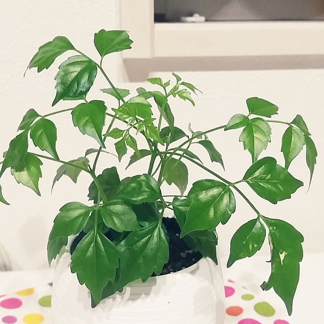 miroさんの実例写真