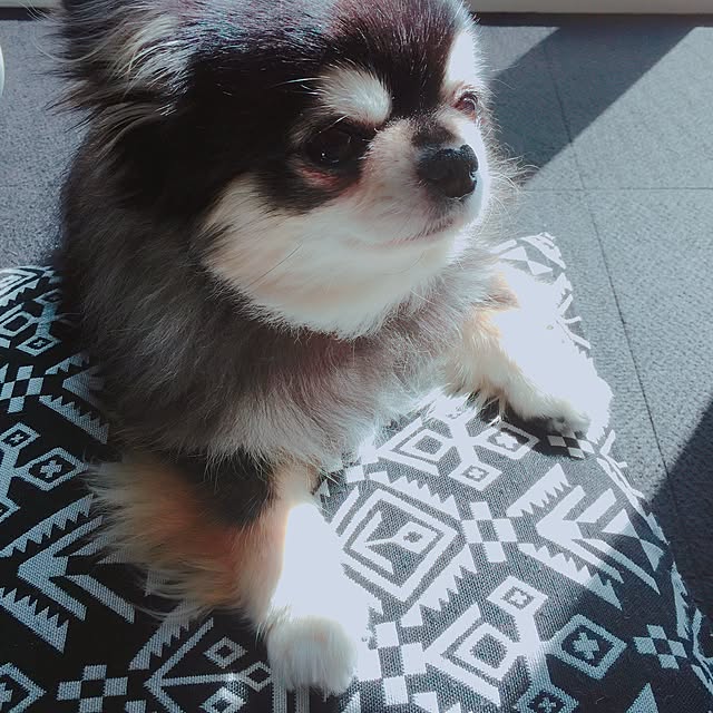 chiiさんの実例写真